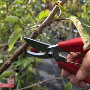 Fruitschaar ARS120DX